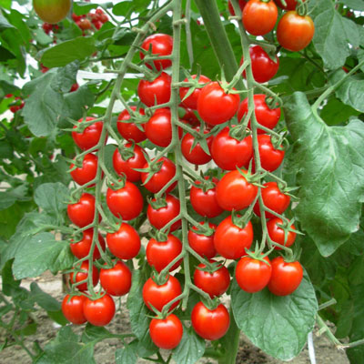 เมล็ดมะเขือเทศ Large Cherry Tomato 50 เมล็ด