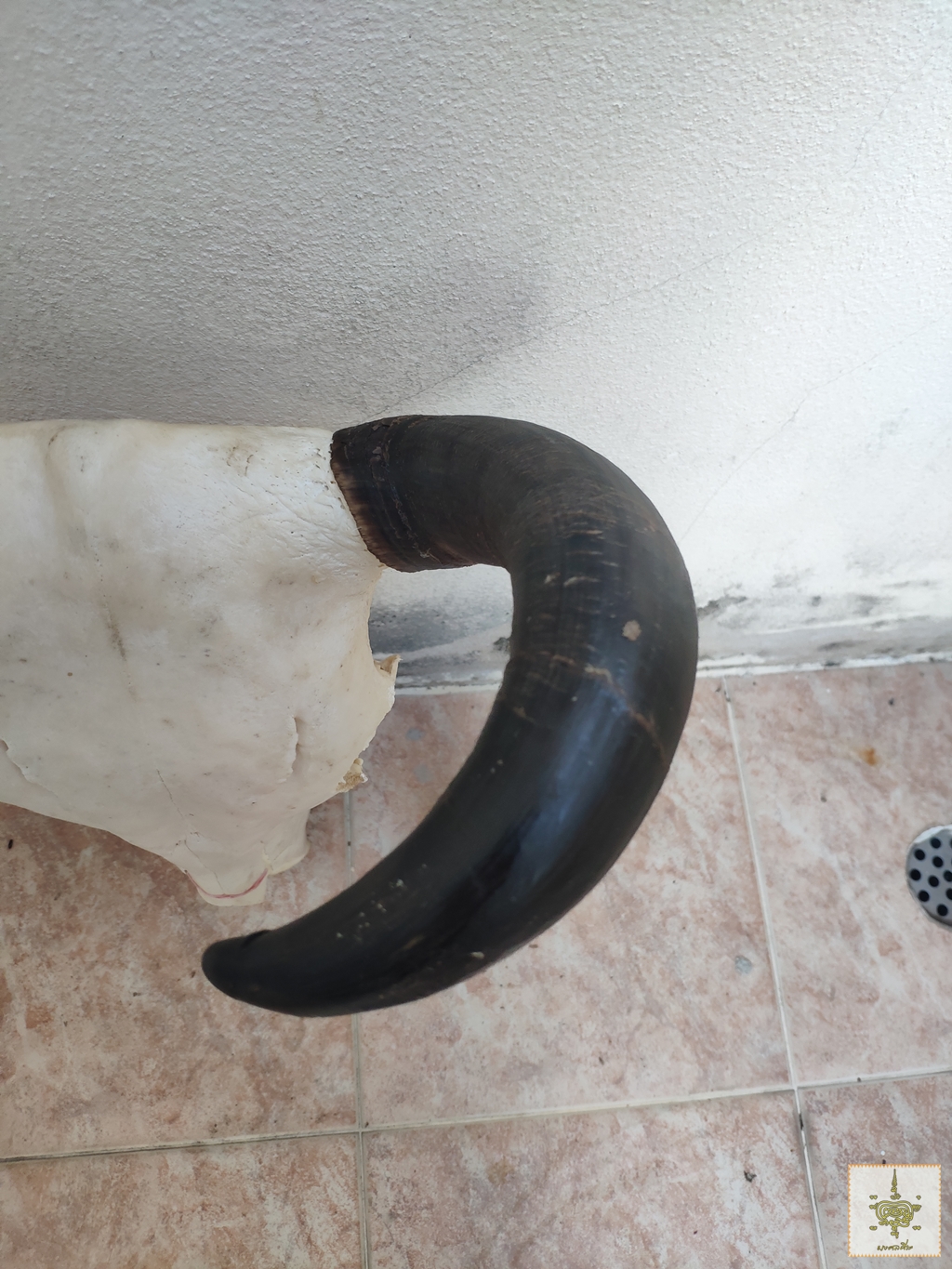 เขาวัว 5