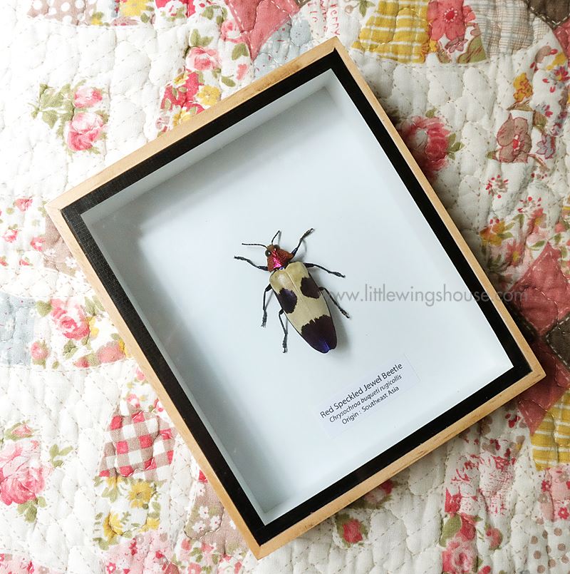 ++ แมลงสต๊าฟ กล่องแมลง แมลงทับหัวทับทิม (Chrysochroa buqueti) ++