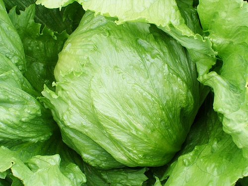 ผักกาดแก้ว (Iceberg Lettuce) 200 เมล็ด