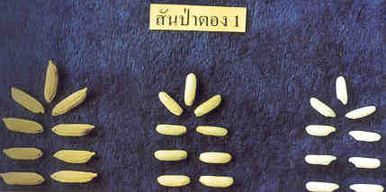 เมล็ดพันธุ์ข้าวเปลือกสันป่าตอง1