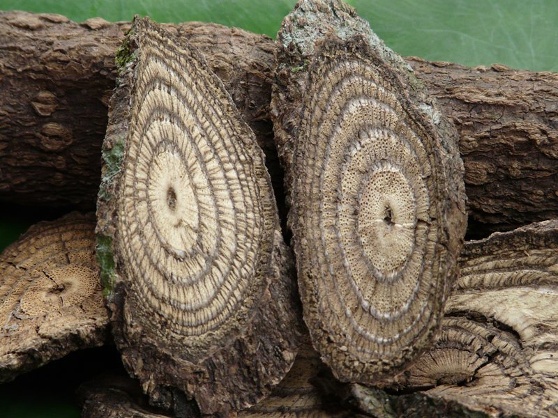 ผงม้ากระทืบโรง 100%