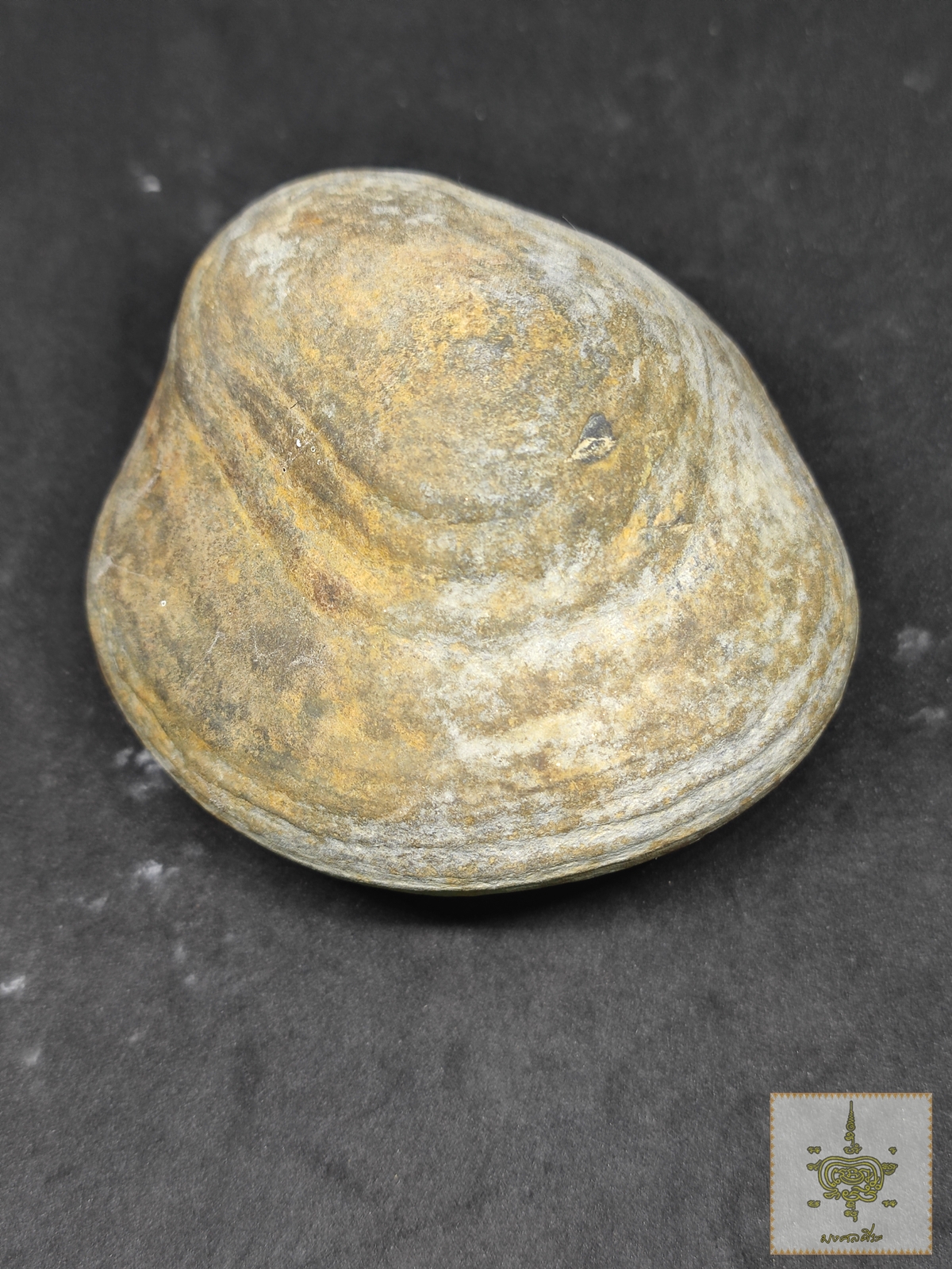 หมากไม้มณีโคตร ใหญ่