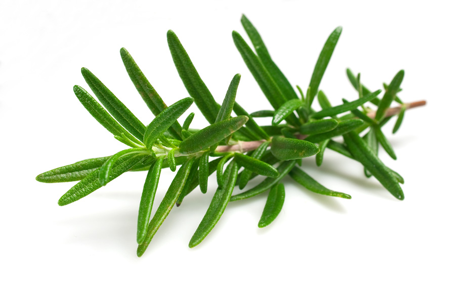 เมล็ดพันธุ์สมุนไพร โรสแมรี่ (Rosemary) 10-15 เมล็ด