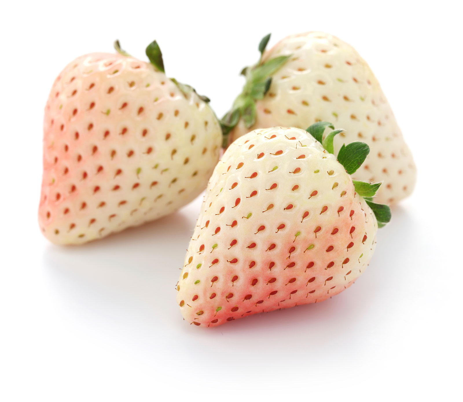 สตรอเบอรี่ขาว White strawberry 30 เมล็ด