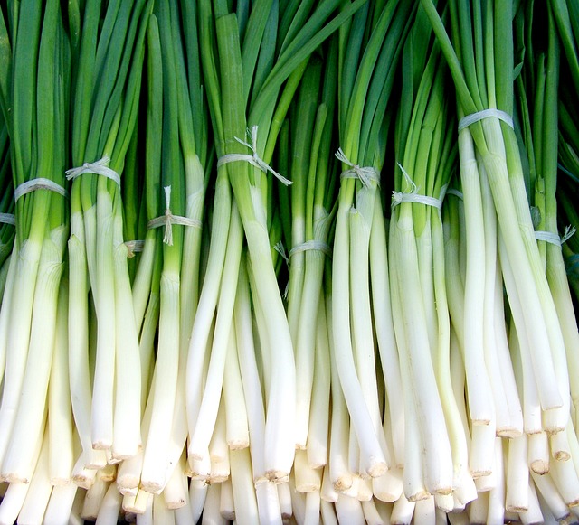 เมล็ดพันธุ์ต้นหอมญี่ปุ่น Japanese Bunching Onion 200 เมล็ด
