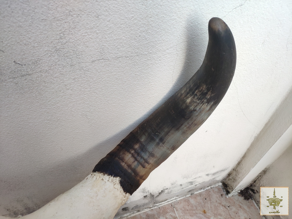 เขาวัว 4