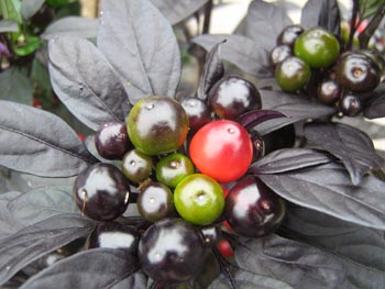 พริกประดับไข่มุกดำ Black Pearl Peper ชุดละ 10 เมล็ด