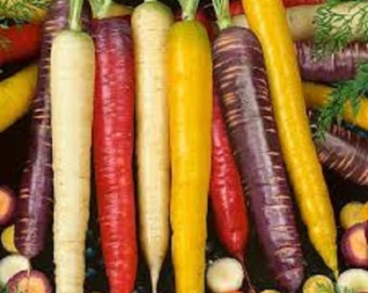 เมล็ดแครอทรวม 5 สี แดง ส้ม เหลือง ม่วง ขาว (Mix Carrot) ถุงละ 500 เมล็ด