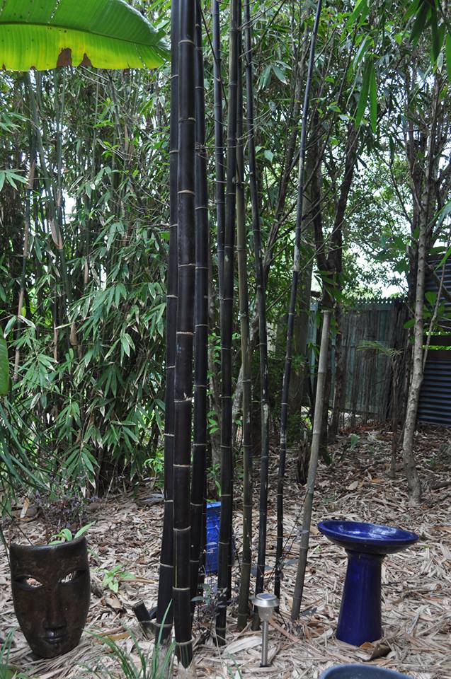 เมล็ดไผ่ดำ Black bambusa lako 10 เมล็ด