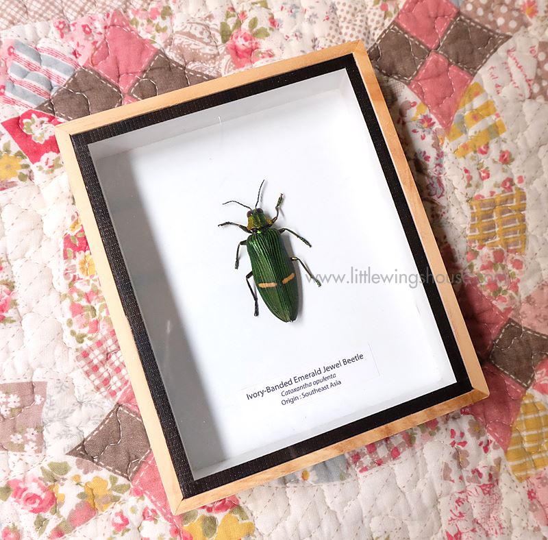 ++ แมลงสต๊าฟ กล่องแมลง แมลงทับแถบมรกต Ivory Banded Emerald Jewel Beetle ++