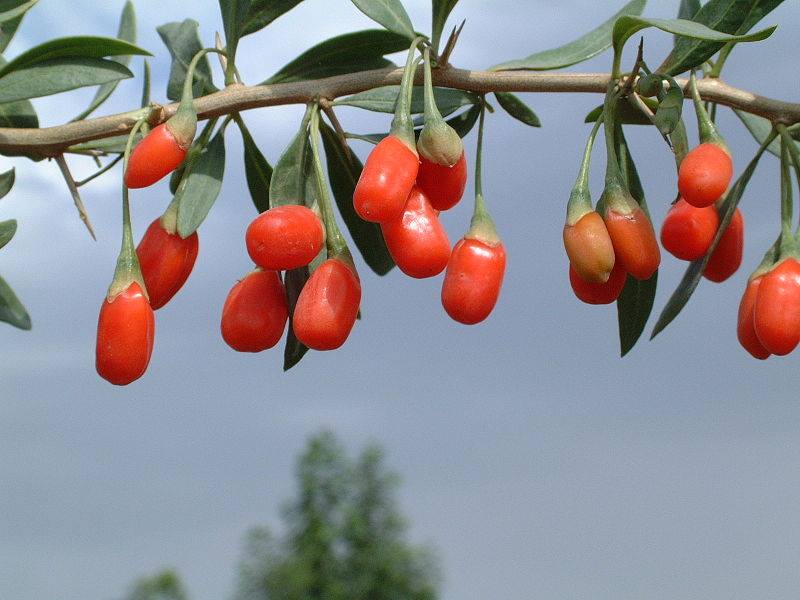 โกจิเบอร์รี่ ฮิมาลายัน ทิเบต Himalayan Tibetian GOJI 100 เมล็ด