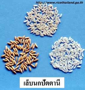 เมล็ดพันธุ์ข้าวเปลือกเล็บนกปัตตานี