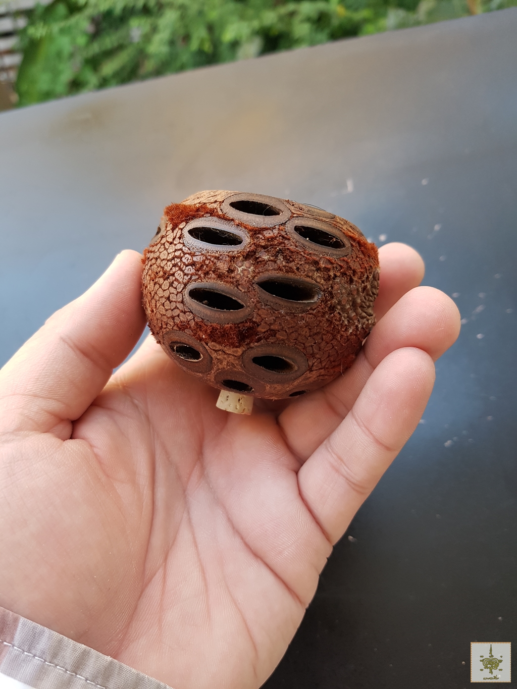 เมล็ดแบงค์เซีย Banksia