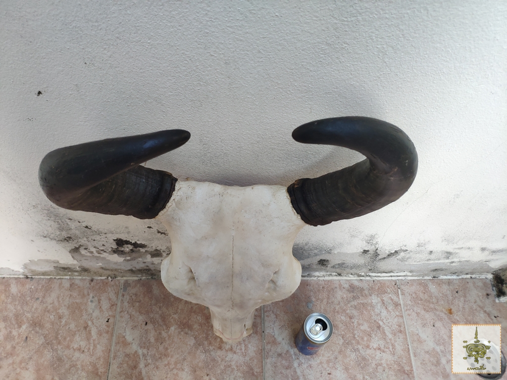 เขาวัว 6