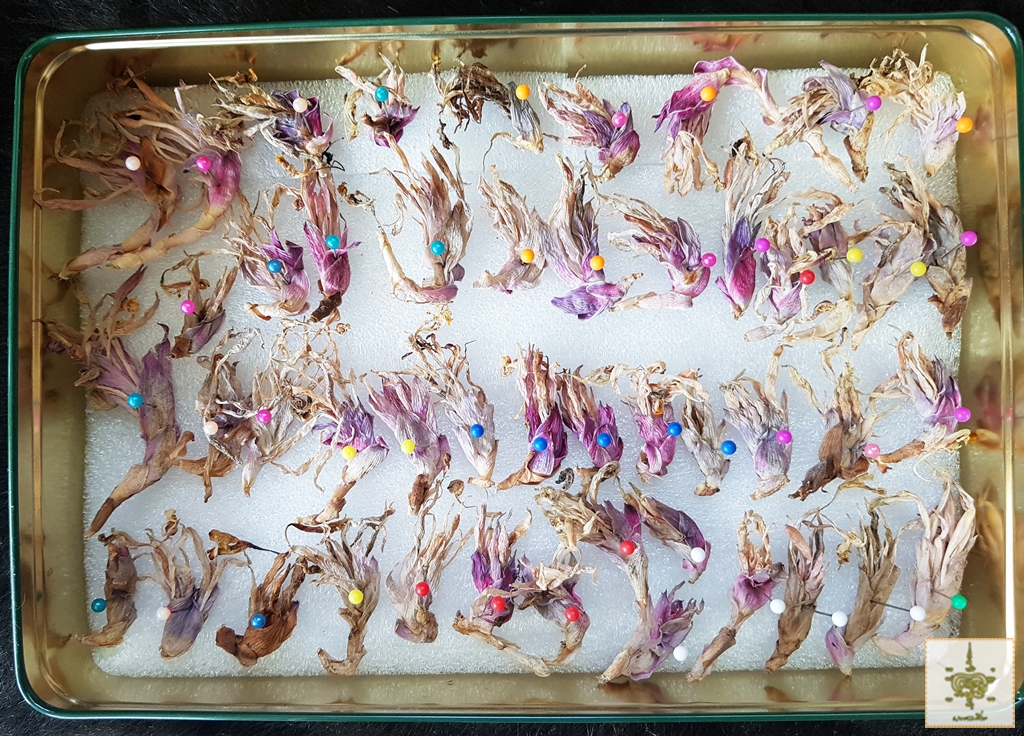 ดอกทอง ตัวผู้-ตัวเมีย