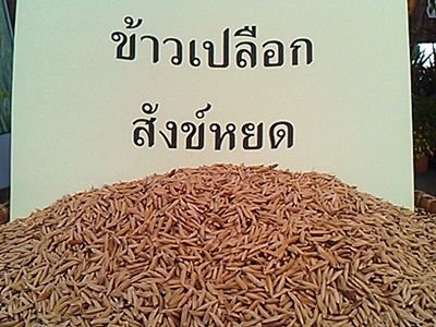 เมล็ดพันธุ์ข้าวเปลือกสังข์หยดพัทลุง