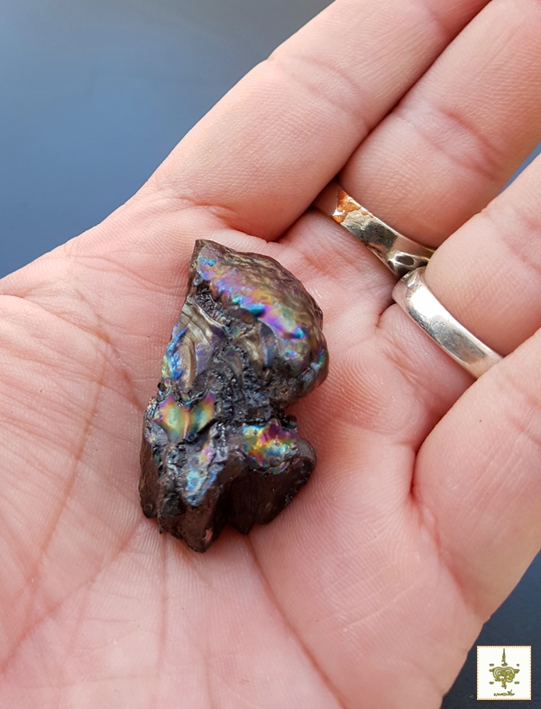 เหล็กไหลเจ็ดสีเขาอึมครึม สีปลีกแมงทับ 2