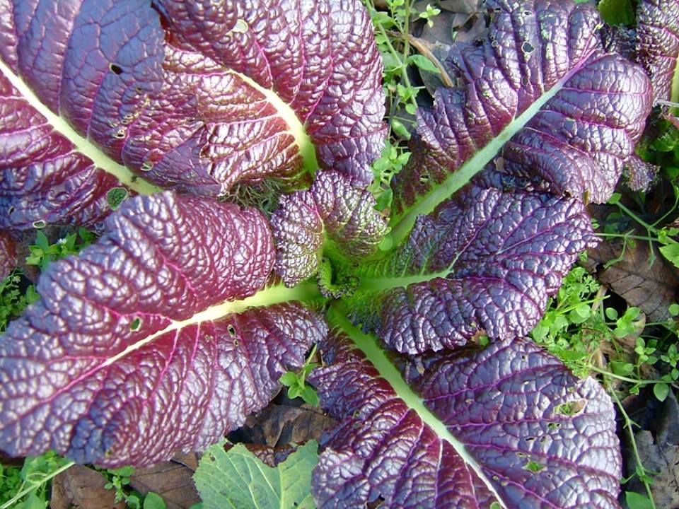 ผักสลัดมัสตาร์ด สีแดง Mustard Red Giant Mustard Seeds 500 เมล็ด