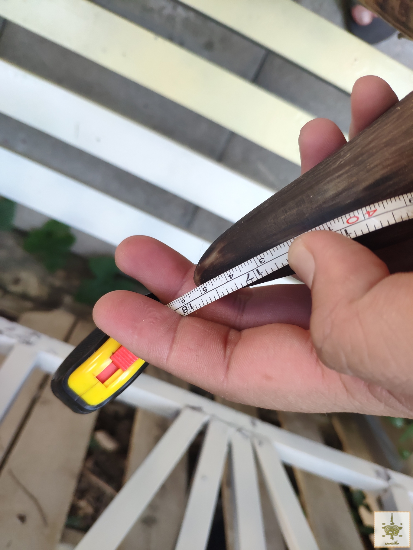 เขาวัวปลายแดง