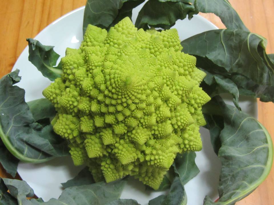 บล๊คคอลลี่ เจดีย์ โรมาน เนสโก้ Romanesco Broccoli 100 เมล็ด