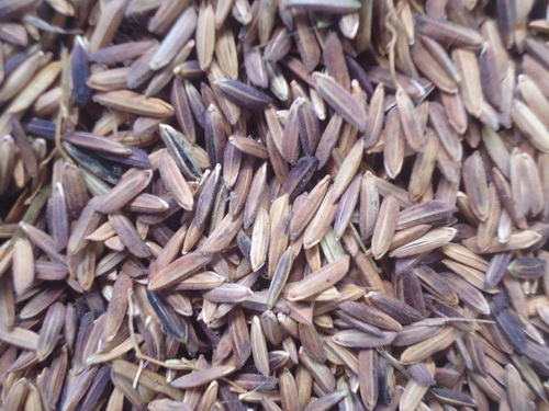 เมล็ดพันธุ์ข้าวเปลือกเจ้าหอมนิล