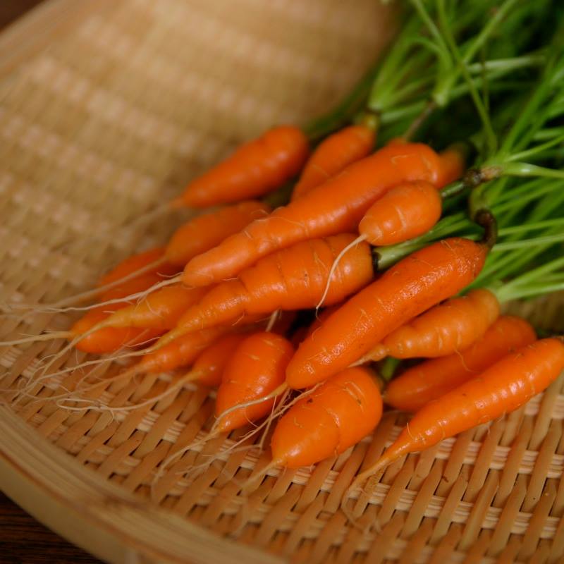 ลิตเติ้ล ฟิงเกอร์ แครอท สีส้ม Little finger carrot 200 เมล็ด