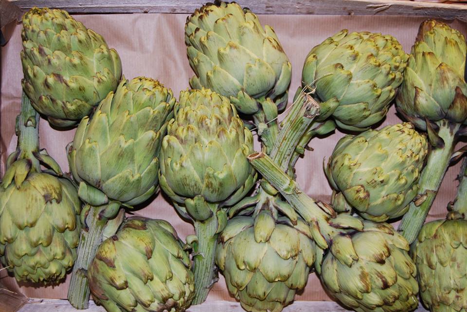 หัวปลีฝรั่ง หรือ อะติโช๊ค สีเขียว Artichoke - Green Globe 10 เมล็ด