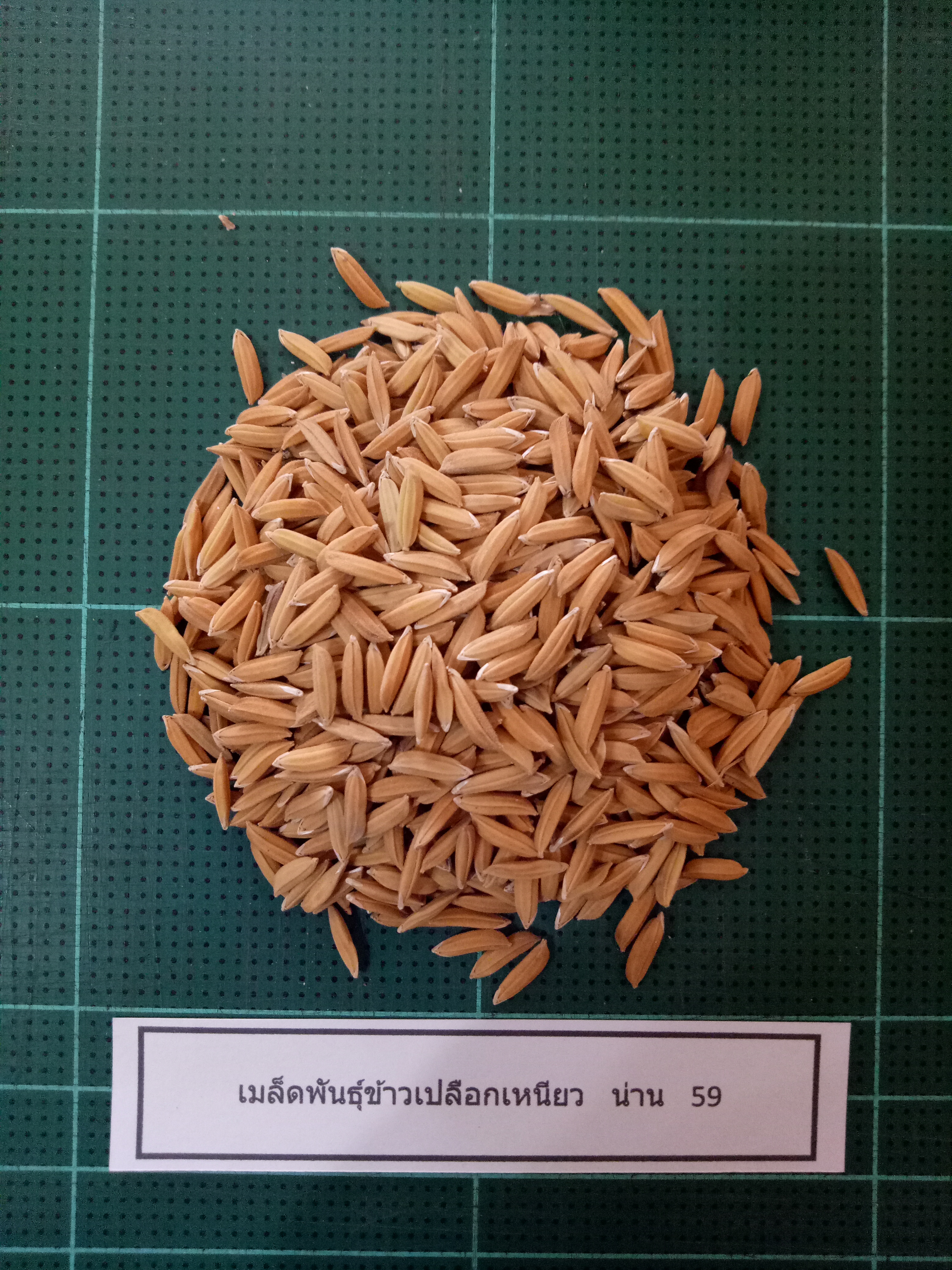 เมล็ดพันธุ์ข้าวเปลือกเหนียว น่าน 59