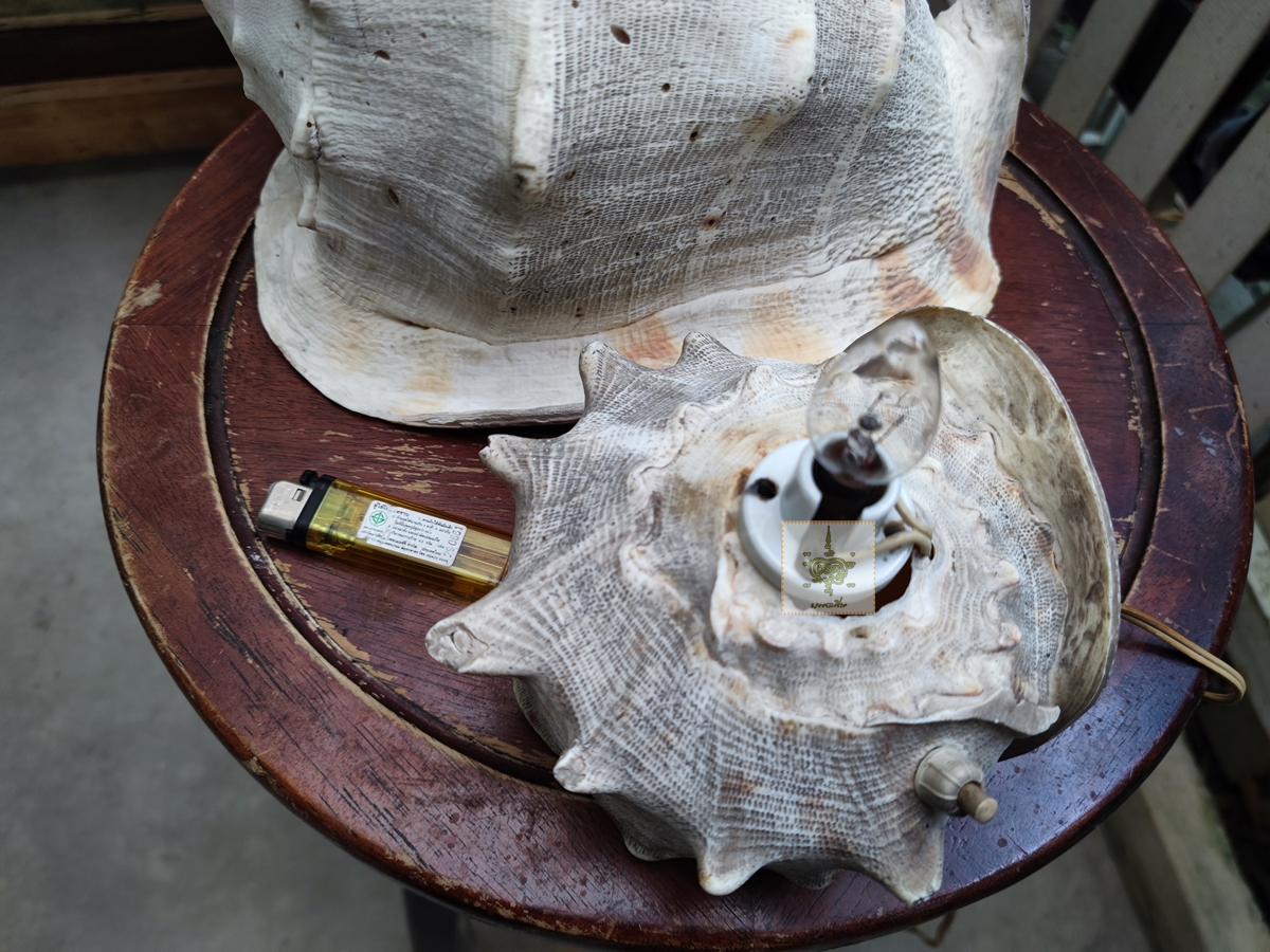 โคมไฟเปลือกหอย ใหญ่มาก