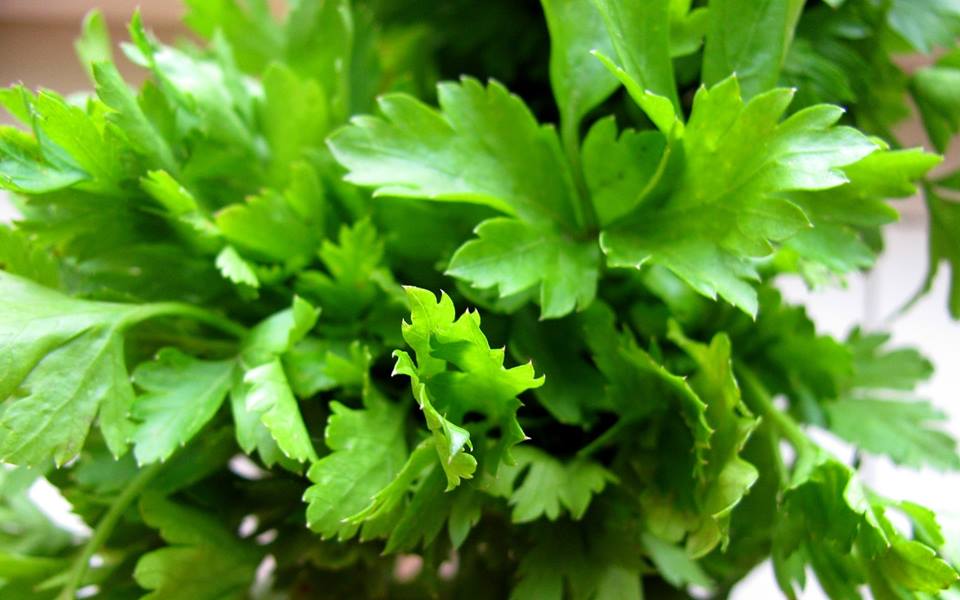 ผักชีฝรั่ง หรือ พาสต์เล่ ไจแอนท์ อิตาลี่ GIANT ITALIAN FLAT LEAF 100 เมล็ด
