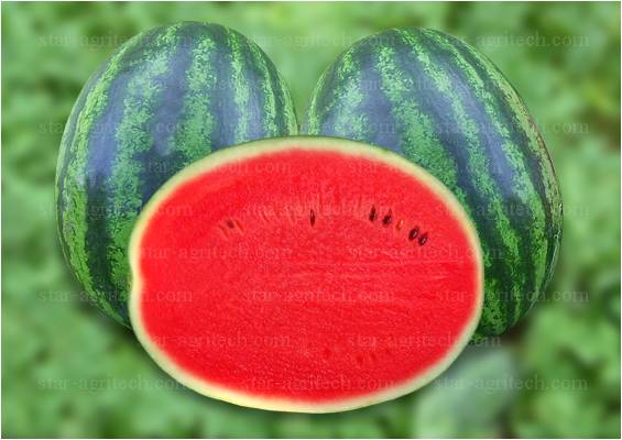 เมล็ดแตงโมคริมสันสวีท Crimson Sweet 10 เมล็ด