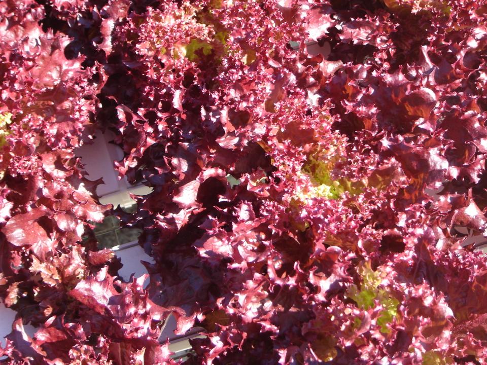 ผักกาดหอมใบแดง Red salad bowl leaf lettuce 200 เมล็ด