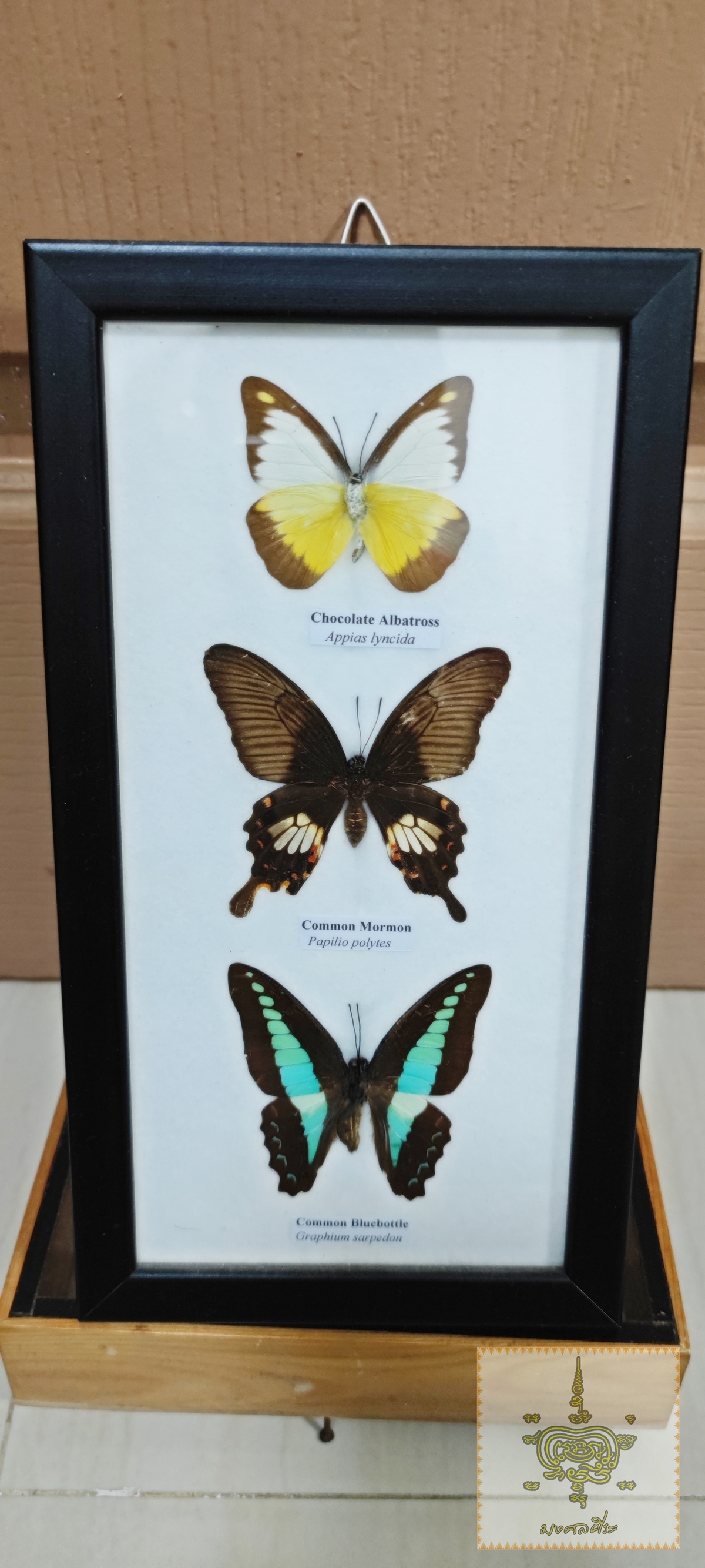 ชุดผีเสื้อสต๊าฟ