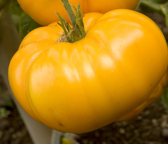 มะเขือเทศผลใหญ่ สีเหลืองแบรนด์ดี้วาย Brandywine tomato 20 เมล็ด