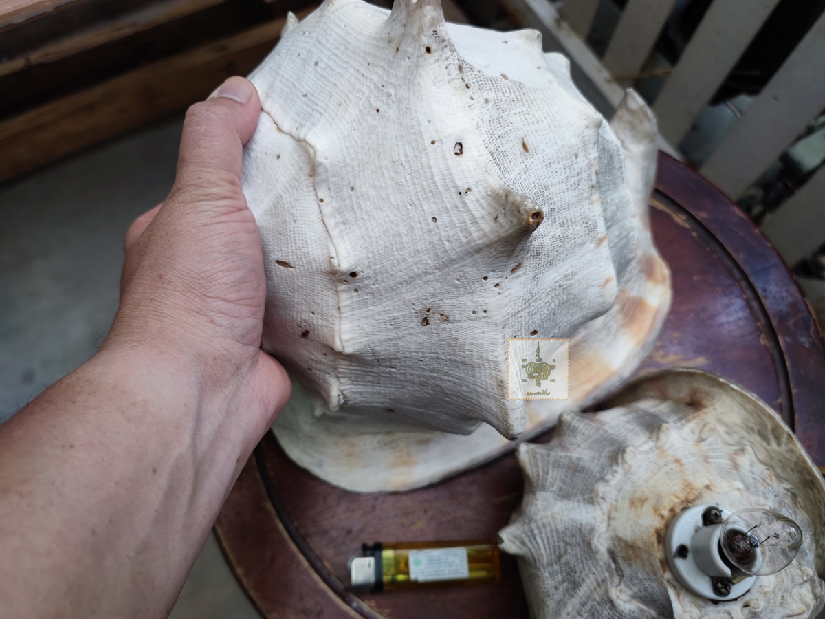 โคมไฟเปลือกหอย ใหญ่มาก