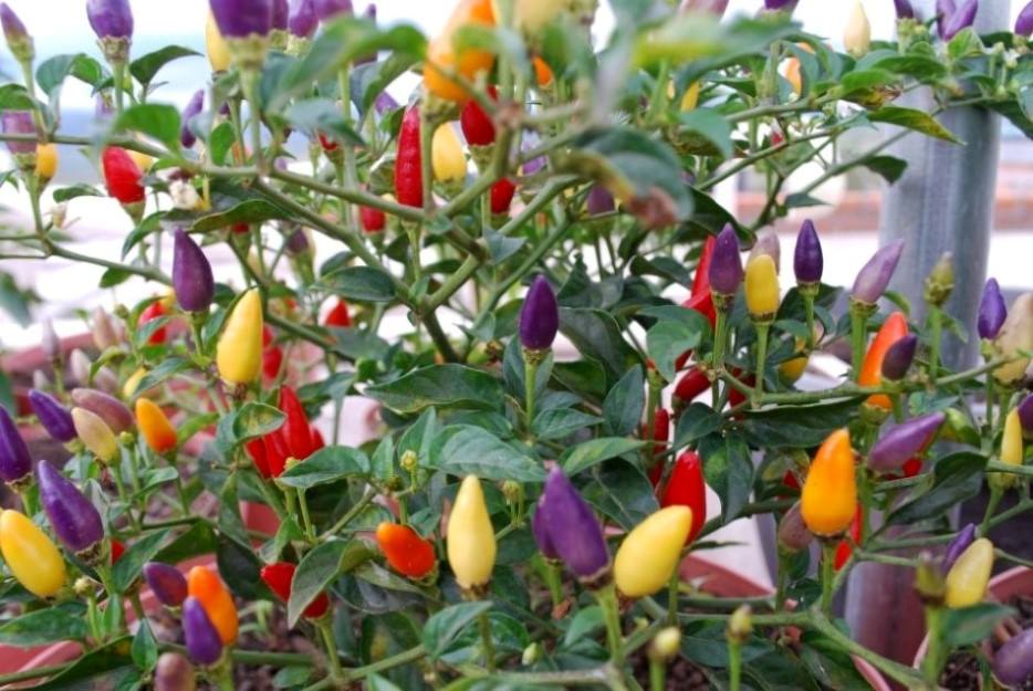พริกสีรุ้ง พริกประดับกินได้ Bolivian Rainbow pepper chili 20 เมล็ด