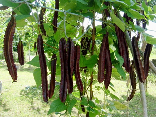 เมล็ดพันธุ์ ถั่วพูยักษ์ สีม่วง Purple Winged Bean 10 เมล็ด