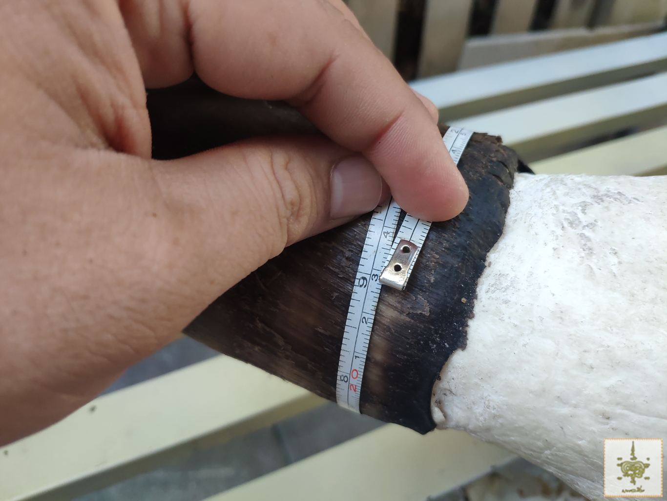 เขาวัวบรามัน ทรงอ้อมเสา