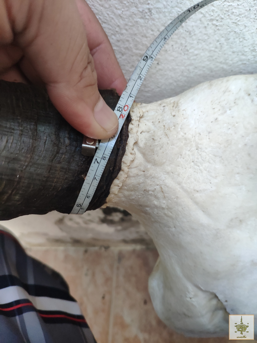 เขาวัว 6