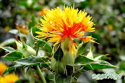 เมล็ดพันธุ์สมุนไพร ดอกคำฝอย (Safflower) 50 เมล็ด
