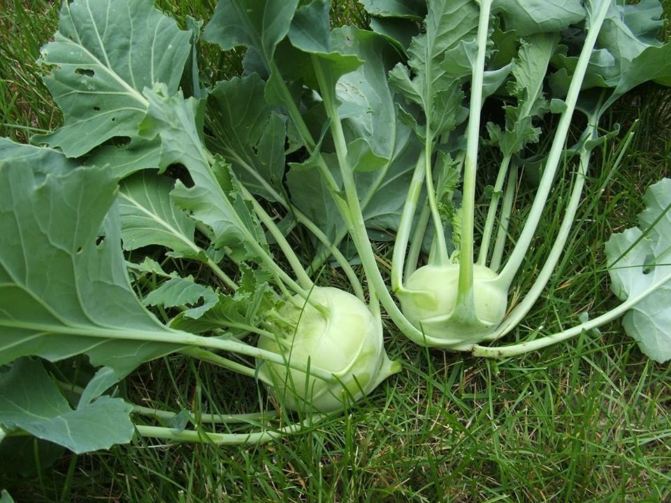 กะหล่ำปม หรือ โคลาบิ เขียว Green Kohlrabi 200 เมล็ด