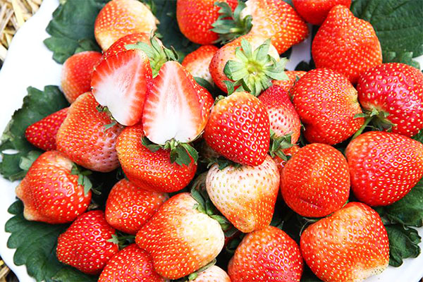 สตรอเบอรี่พันธุ์พระราชทาน 80 Strawberry Pharachatan 80 30 เมล็ด