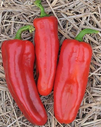 พริกหวาน มาโคนี่ สีแดง Red Marconi Peper ชุดละ 10 เมล็ด