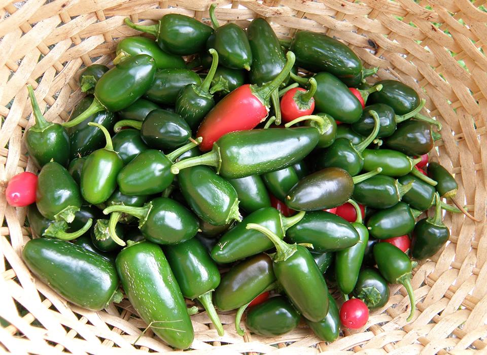 พริกจาลาพิโน Jalapeno pepper chili 20 เมล็ด