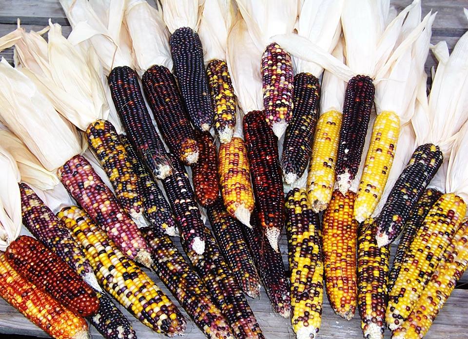 ข้าวโพดอินเดียน คอน หรือ ข้าวโพดสีรุ้ง Indian corn 12 เมล็ด