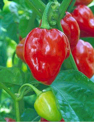 พริกแคริเบียนสีแดง Caribbean red Peppers ชุดละ 10 เมล็ด