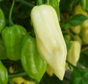 พริกปีศาจสีขาว White Bhut Jolokia Pepper ชุดละ 10 เมล็ด