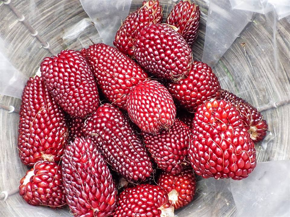 ข้าวโพดสะตอเบอรี่ Strawberry popcorn 10 เมล็ด