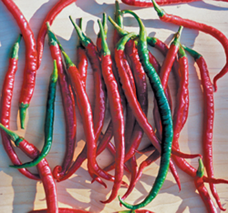 เมล็ดพริก Long Red Cayenne 30 เมล็ด